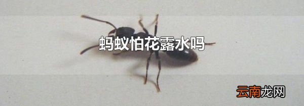 蚂蚁怕花露水吗