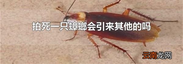 拍死一只蟑螂会引来其他的吗