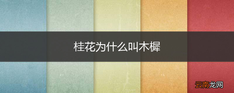 桂花为什么叫木樨