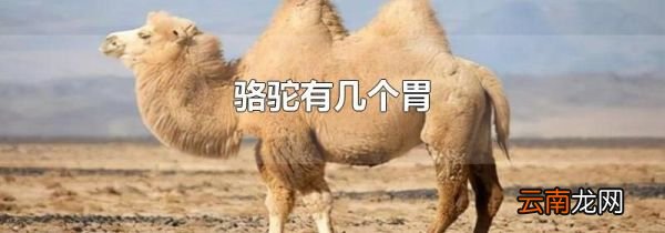 骆驼有几个胃