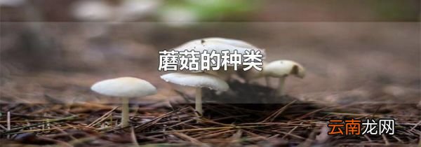 蘑菇的种类