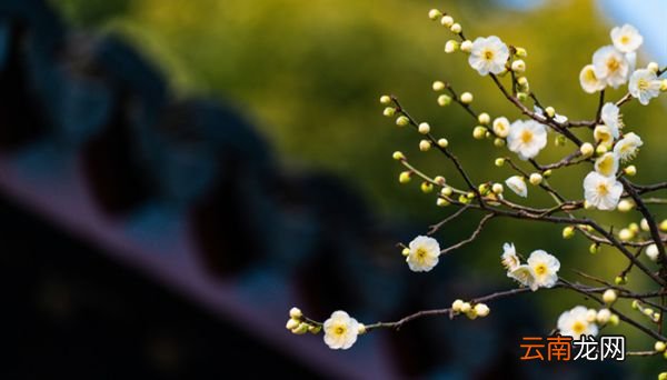 梅花魂的魂指什么意思 梅花魂的魂意思是什么