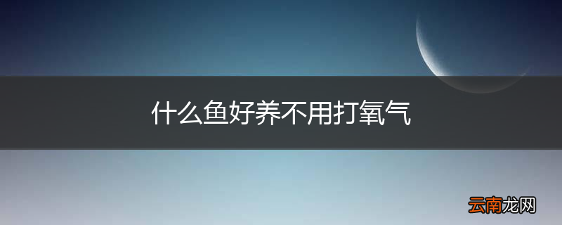 什么鱼好养不用打氧气