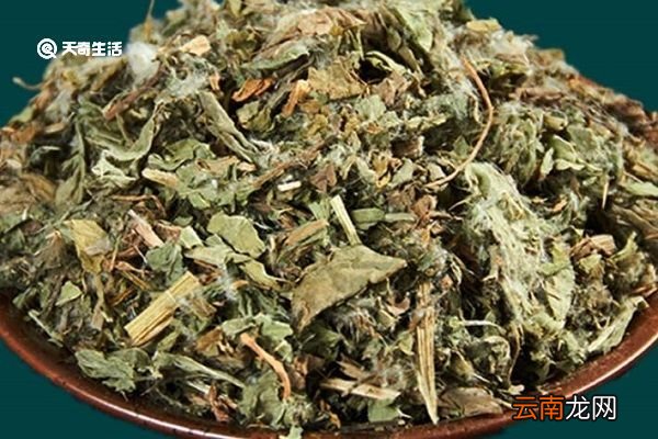 七七牙草的功效 七七牙草功效与作用