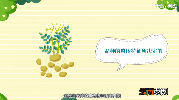 马铃薯为什么会发芽 马铃薯为何会发芽