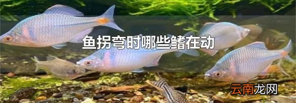 鱼拐弯时哪些鳍在动