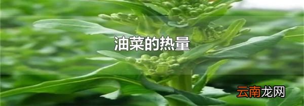 油菜的热量