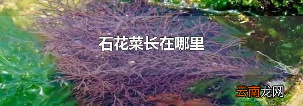 石花菜长在哪里