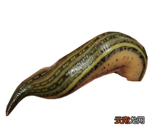 蚂蝗是什么