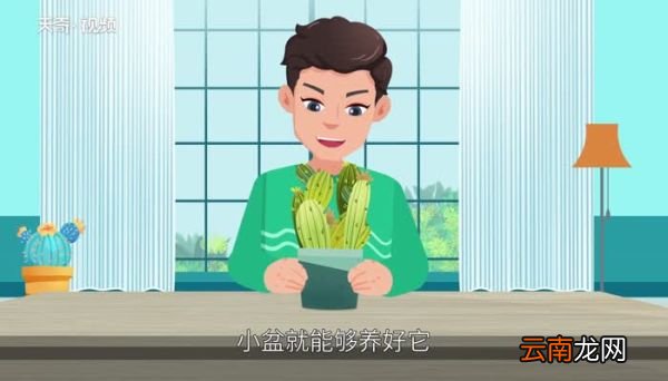 多肉植物怎么养 多肉植物的养殖方法