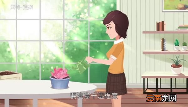 多肉植物怎么养 多肉植物的养殖方法