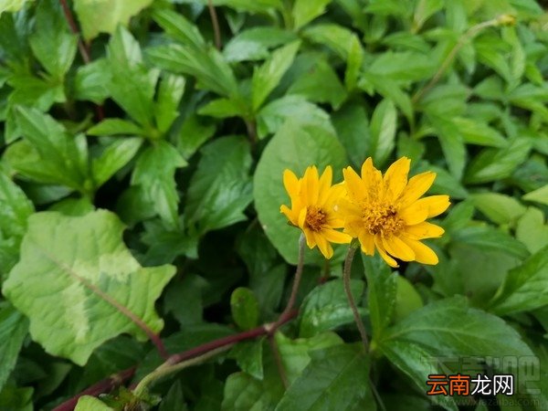 荣耀8青春版怎么样？荣耀8青春版深度体验评测