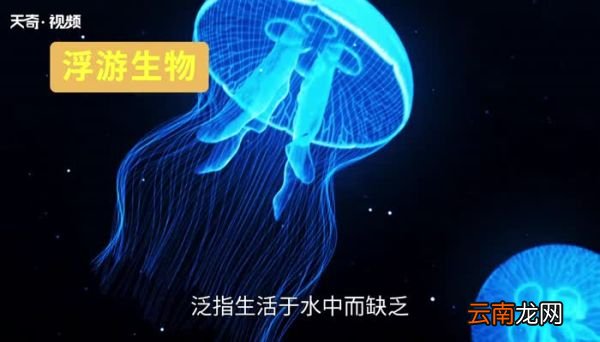 海洋中最多的生物是 海洋中最多的生物是什么生物