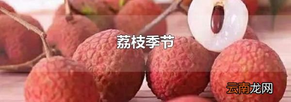 荔枝季节