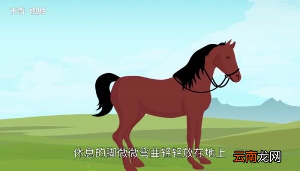 马是怎样睡觉的 马睡觉吗