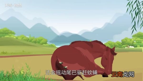 马是怎样睡觉的 马睡觉吗