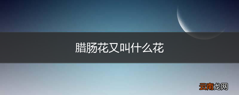 腊肠花又叫什么花