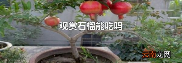 观赏石榴能吃吗