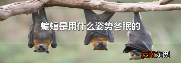 蝙蝠是用什么姿势冬眠的