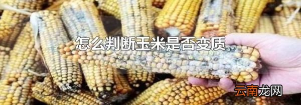 怎么判断玉米是否变质