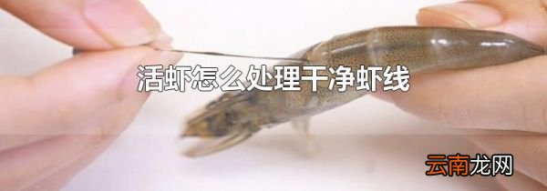 活虾怎么处理干净虾线