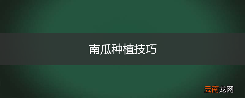 南瓜种植技巧