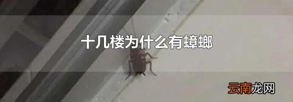 十几楼为什么有蟑螂