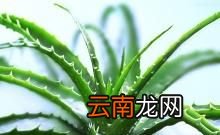 芦荟怎么养 怎样养芦荟