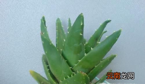 芦荟怎么养 怎样养芦荟