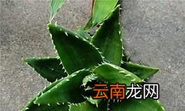 芦荟怎么养 怎样养芦荟
