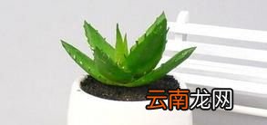 芦荟怎么养 怎样养芦荟