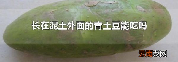 长在泥土外面的青土豆能吃吗