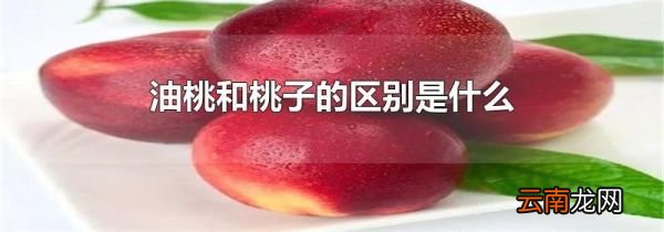 油桃和桃子的区别是什么