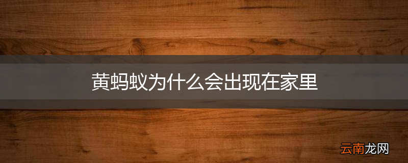 黄蚂蚁为什么会出现在家里