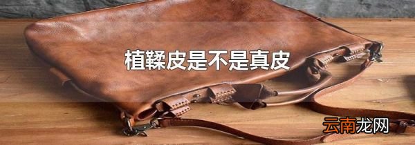 植鞣皮是不是真皮