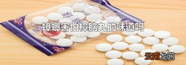 蟑螂害怕樟脑丸的味道吗