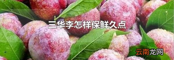 三华李怎样保鲜久点