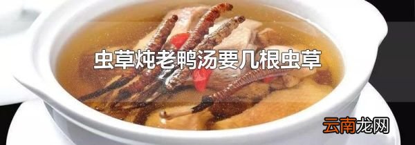 虫草炖老鸭汤要几根虫草
