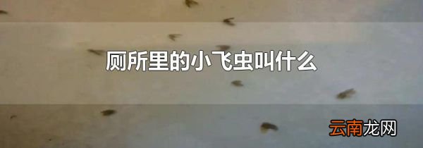 厕所里的小飞虫叫什么
