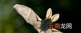 蝙蝠为什么会撞玻璃?