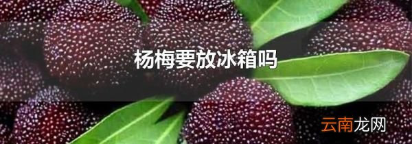 杨梅要放冰箱吗