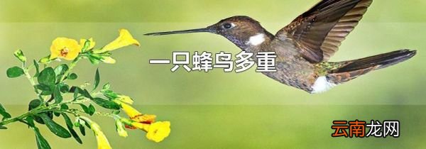 一只蜂鸟多重