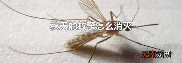 秋天的蚊子怎么消灭
