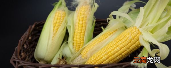玉米的热量是多少 减肥的人能喝玉米糊吗