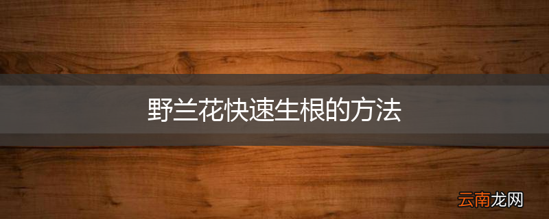 野兰花快速生根的方法