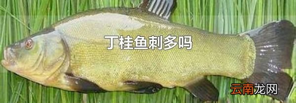 丁桂鱼刺多吗