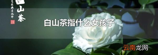 白山茶指什么女孩子