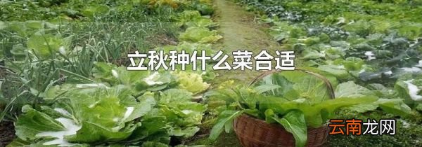 立秋种什么菜合适