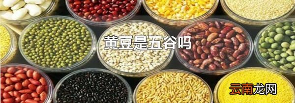 黄豆是五谷吗