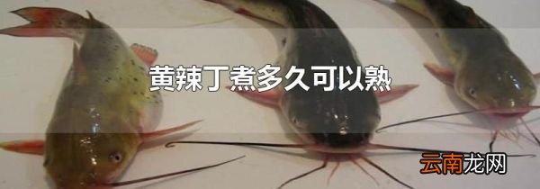 黄辣丁煮多久可以熟